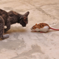 a cat & a rat fighting